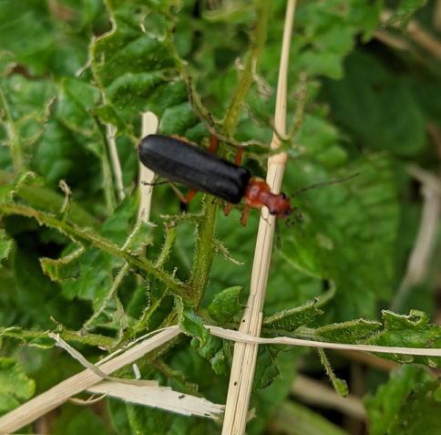Soldier beetle
