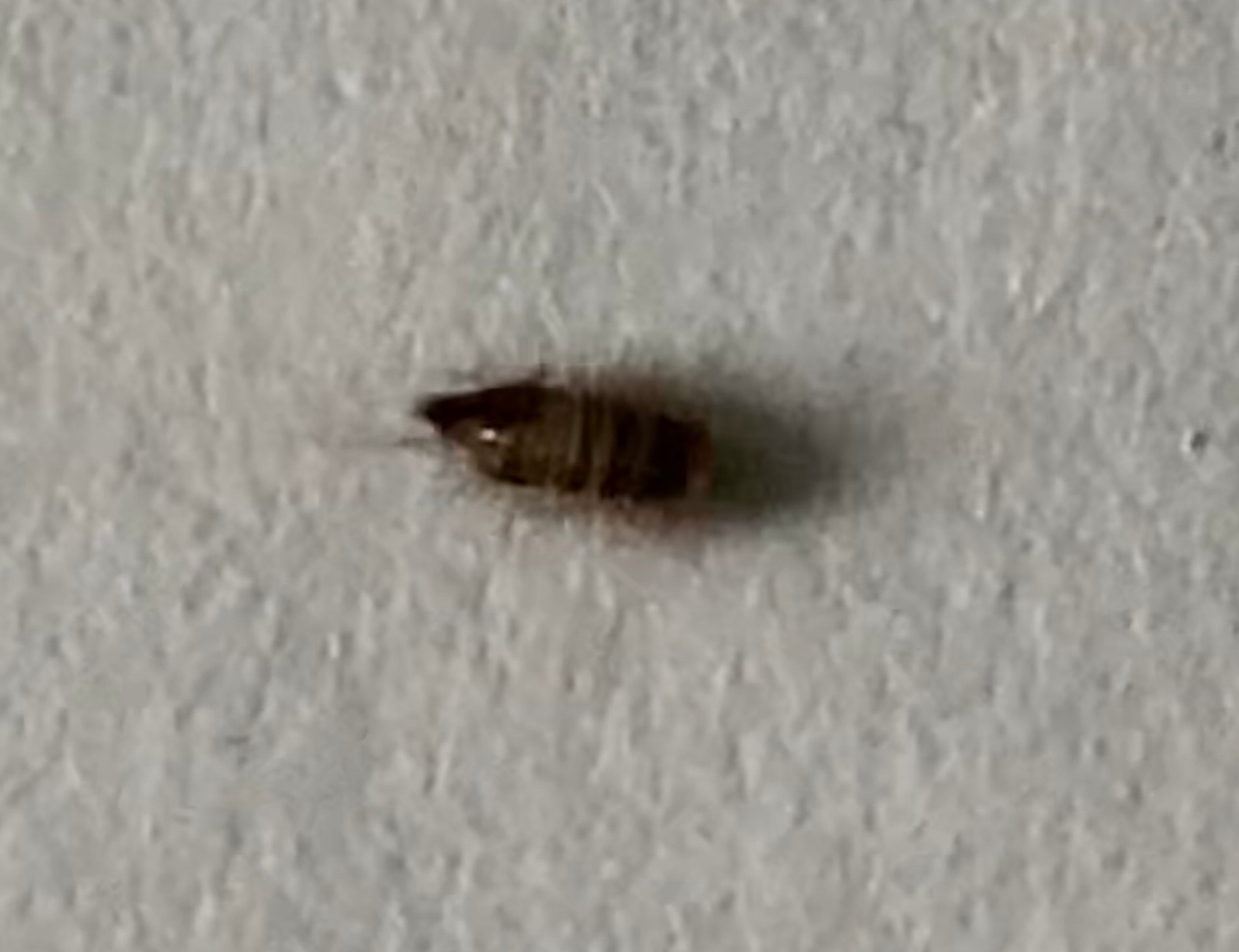 Larva of a carpet beetle