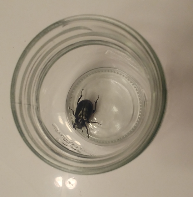 Scarab beetle