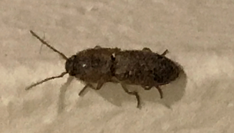 Click beetle