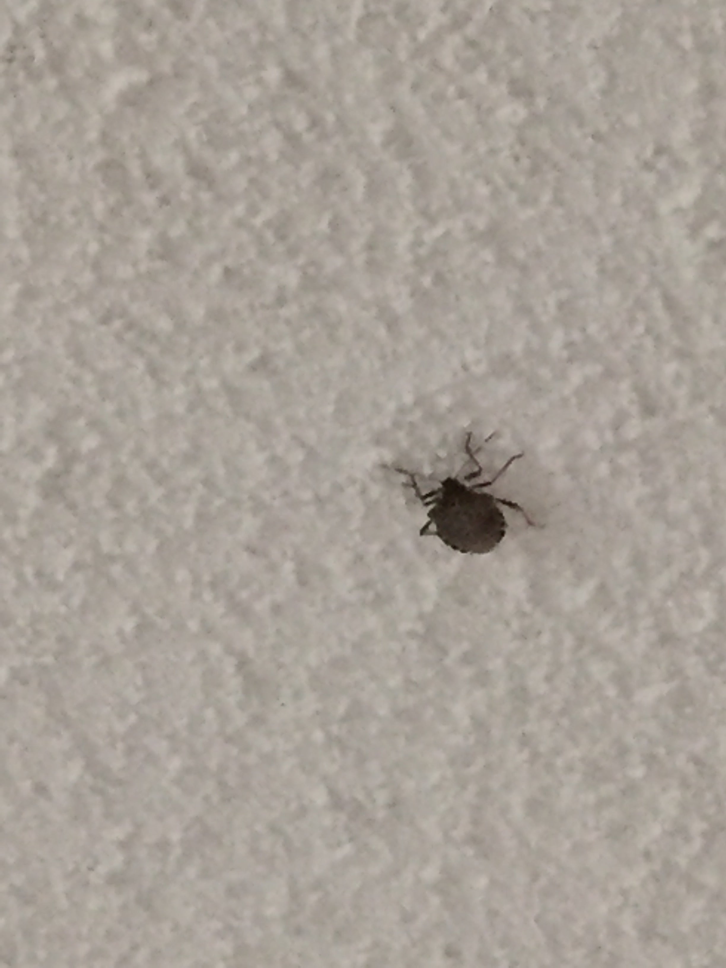 Brown marmorated stink bug