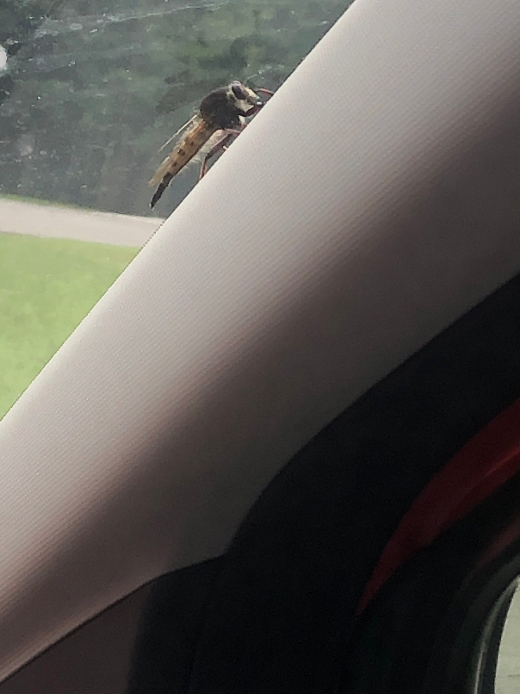 Robber fly
