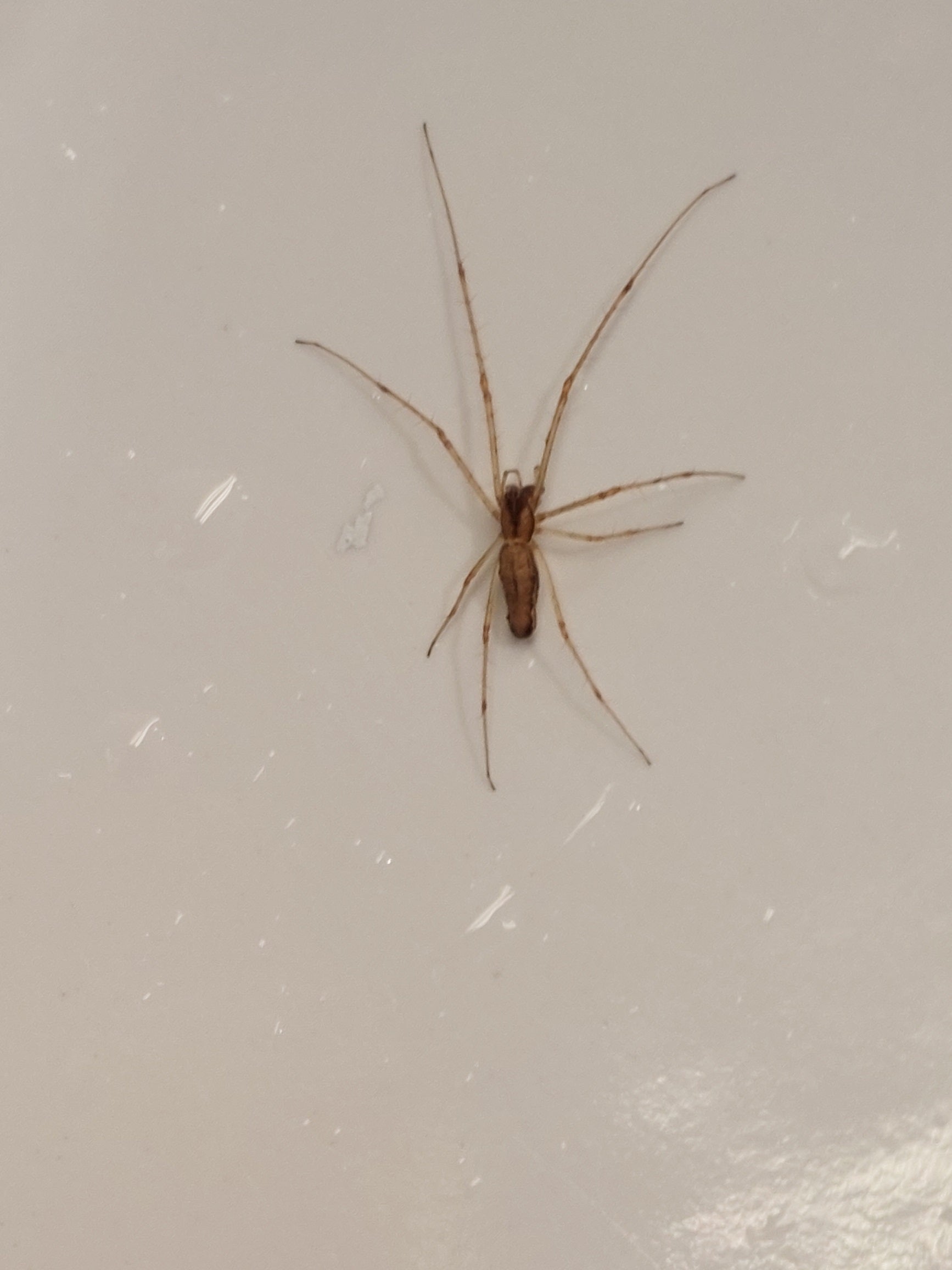 Long-jawed orb weaver