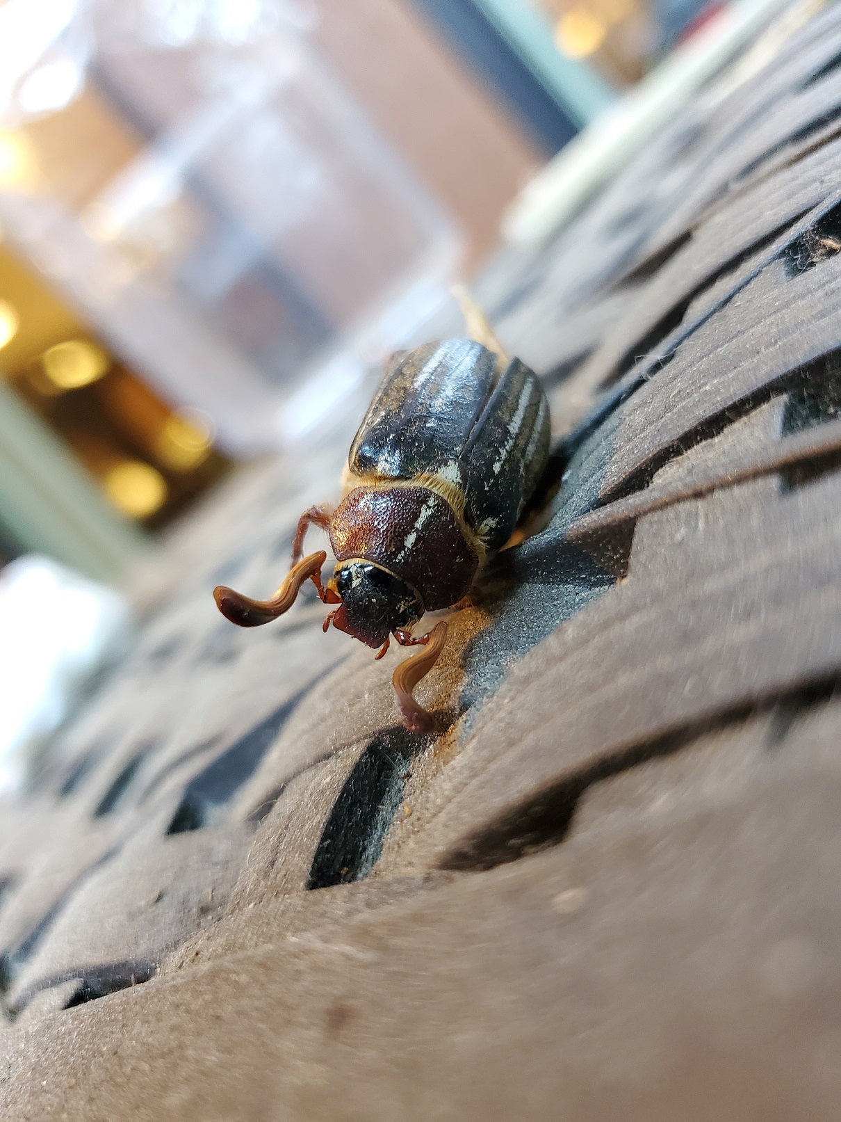 Lined June beetle