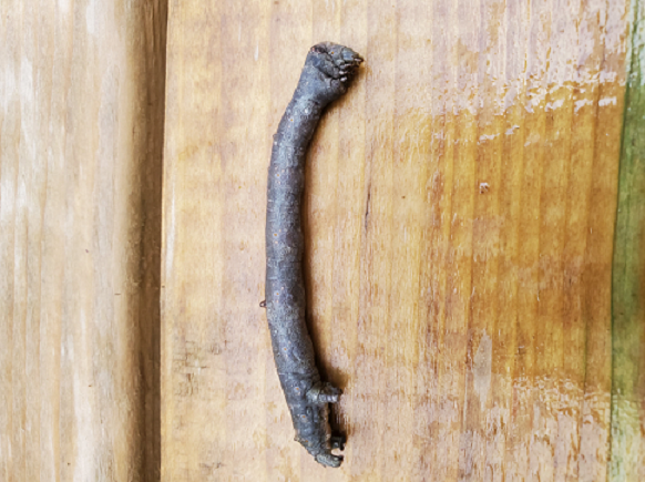 Larva of a moth-Geometridae