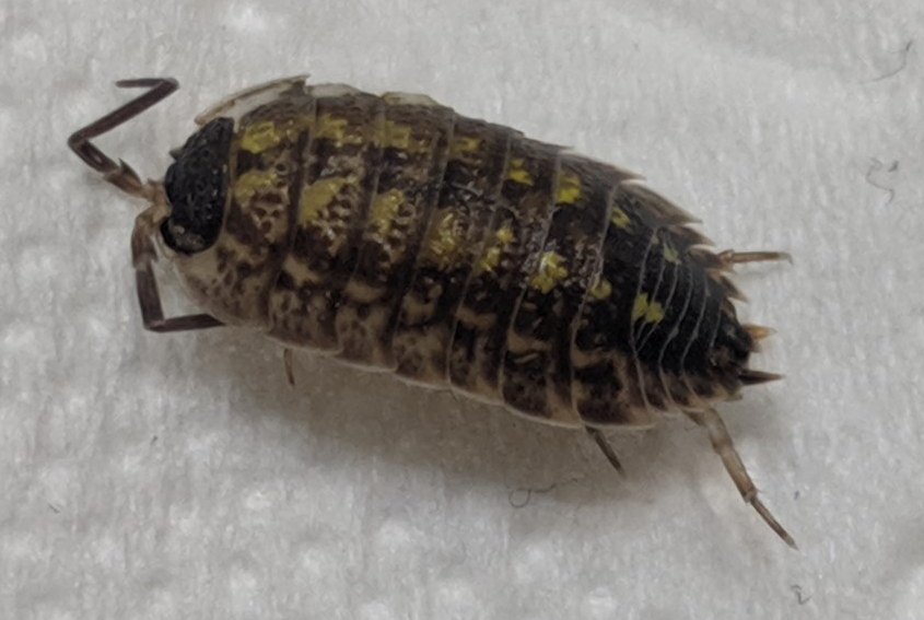 Terrestrial crustacean