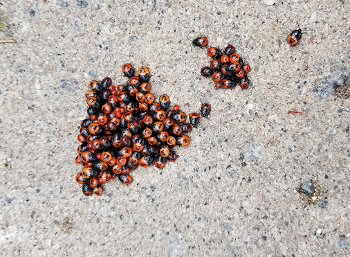 Nymphs of the white-margined burrower bug