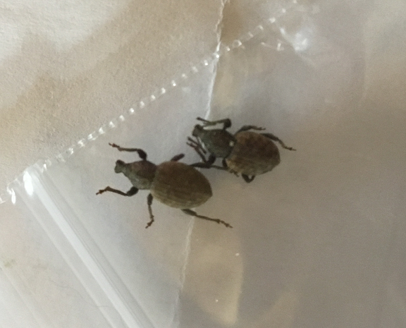 Broad-nosed/short-snouted weevils
