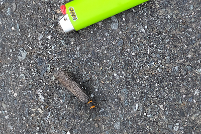 Giant stonefly