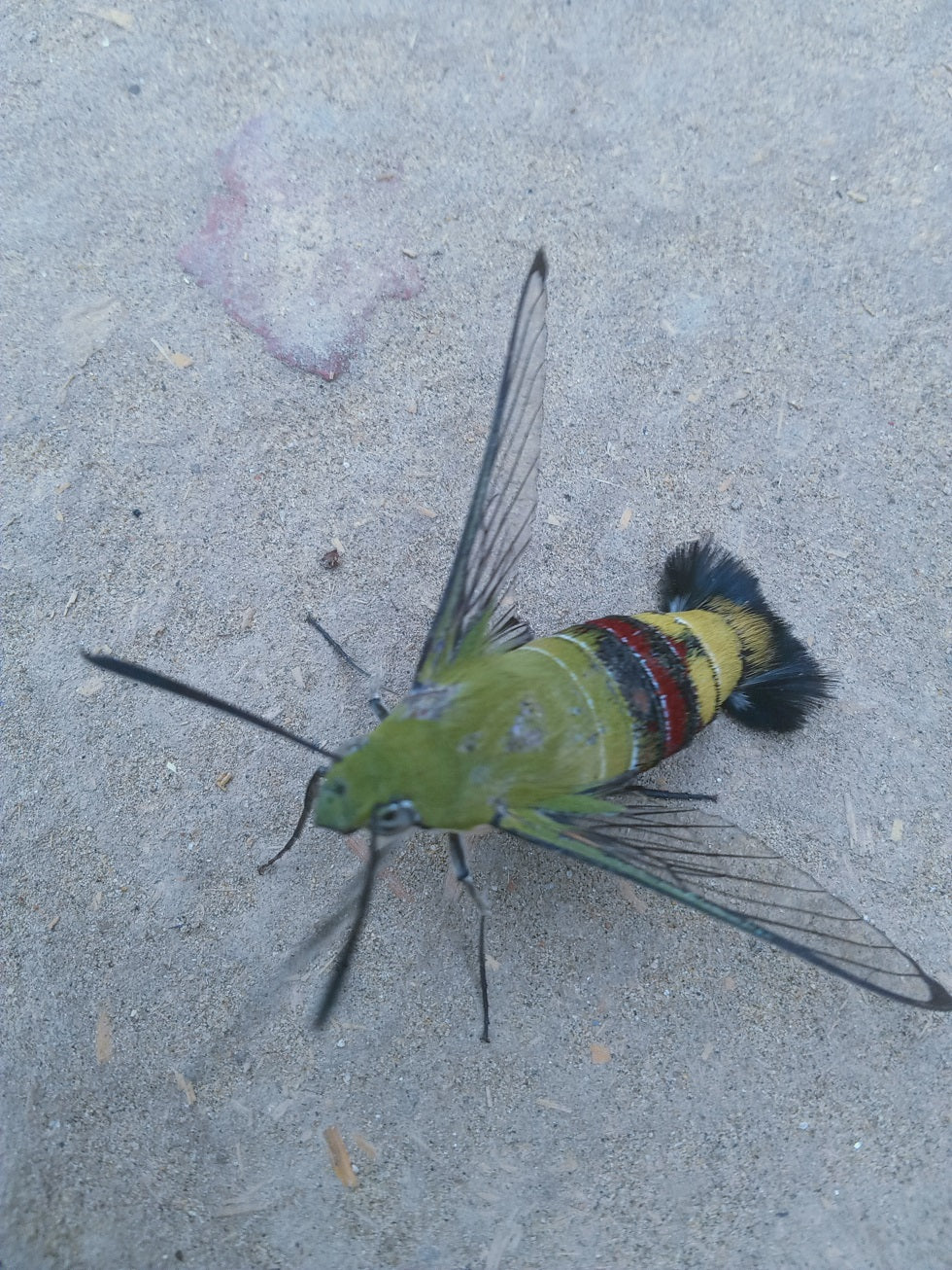 Sphinx moth