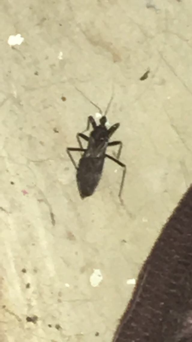 Assassin bug