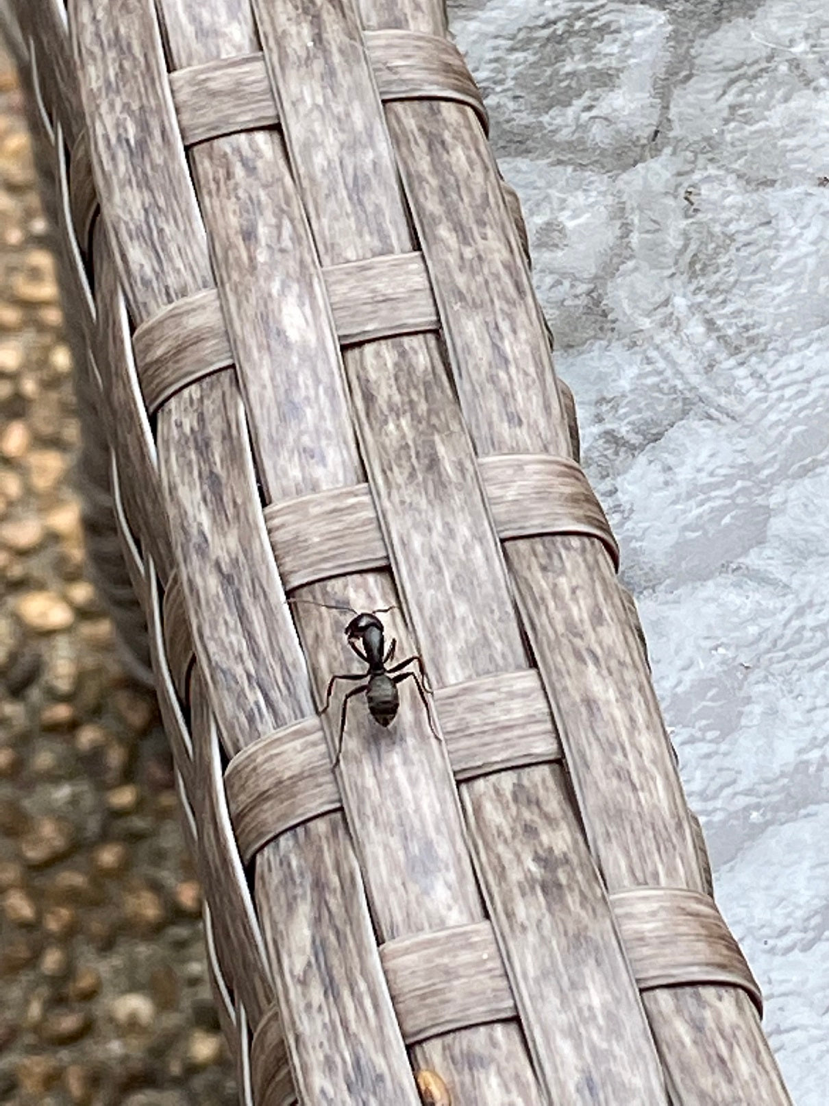 Carpenter ant