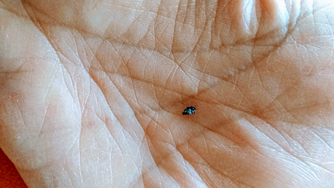 Minute pirate bug