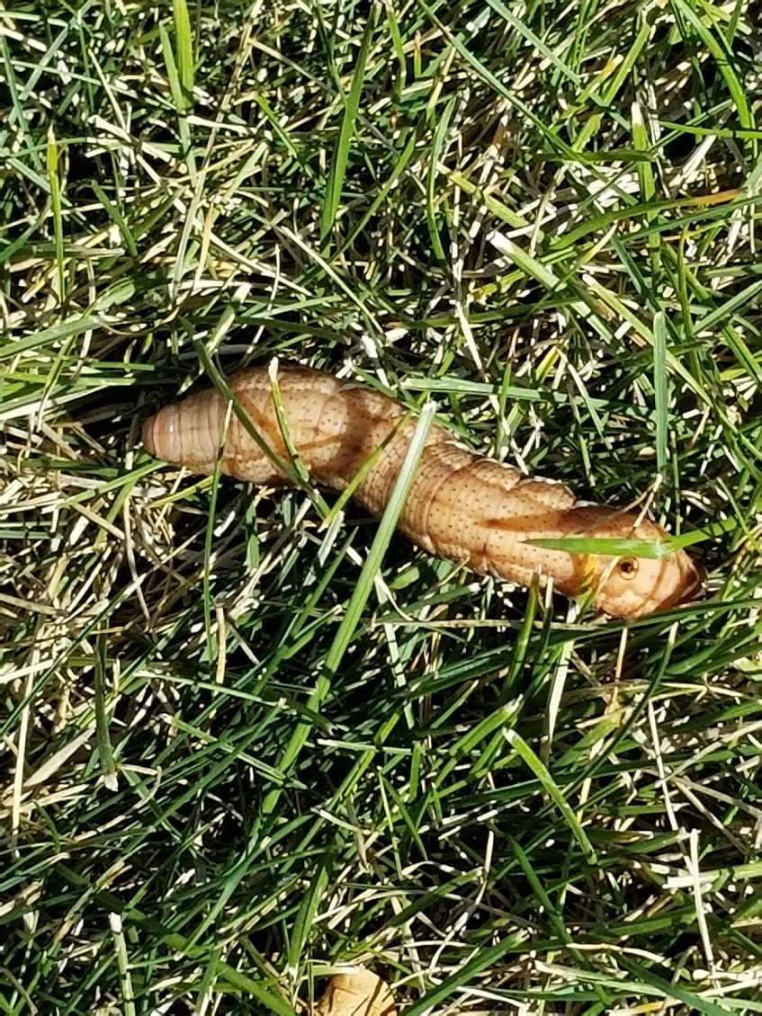 Caterpillar of the Achemon sphinx moth