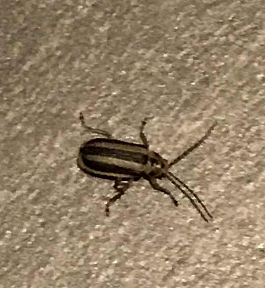 Leaf beetle