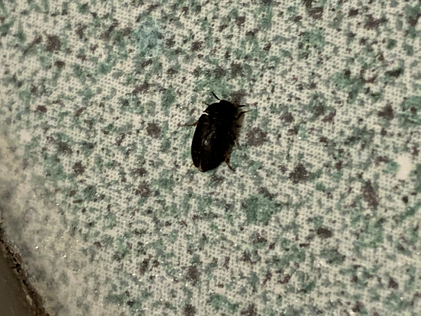 Carpet beetle