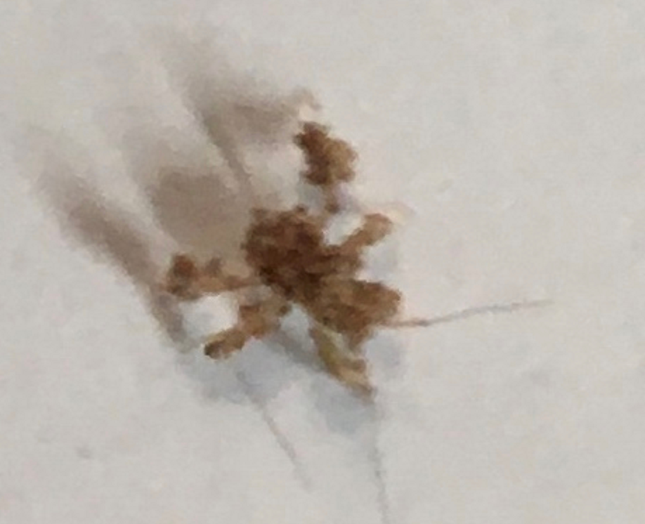 Young nymph of an assassin bug