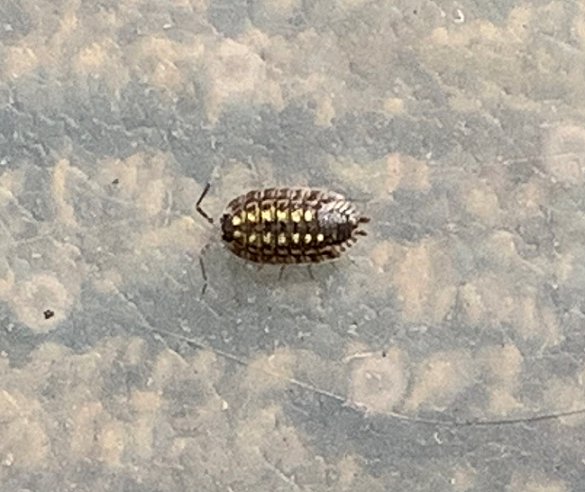 Sowbug