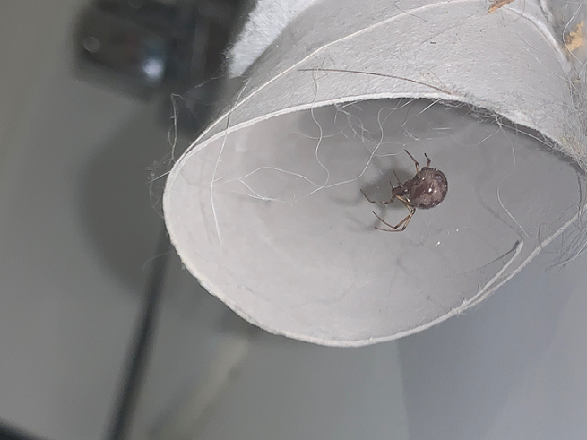Comb-footed/cobweb spider