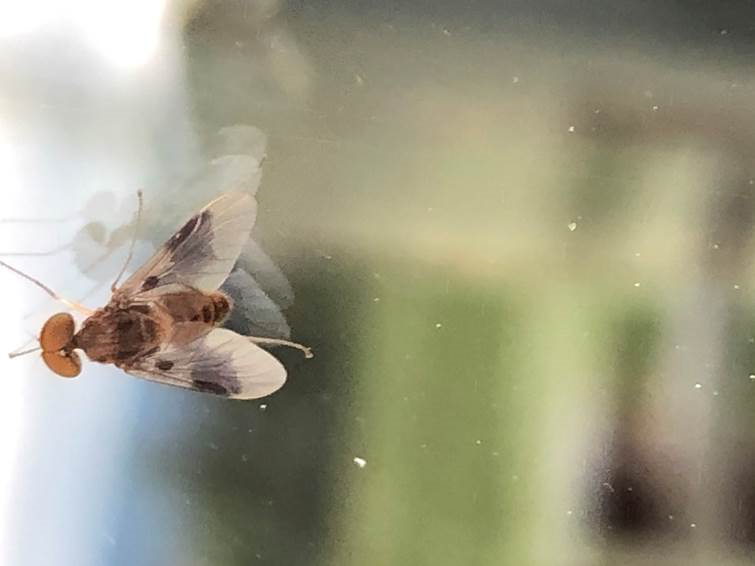 Male snipe fly