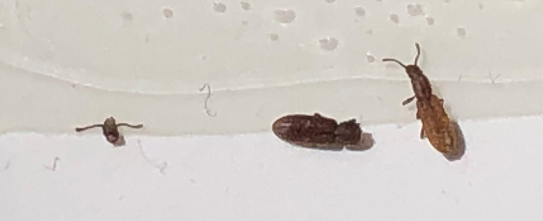 Grain beetles
