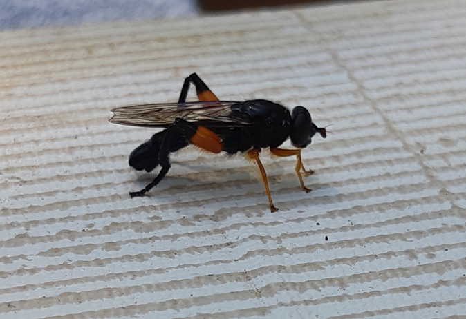 Hover/flower fly