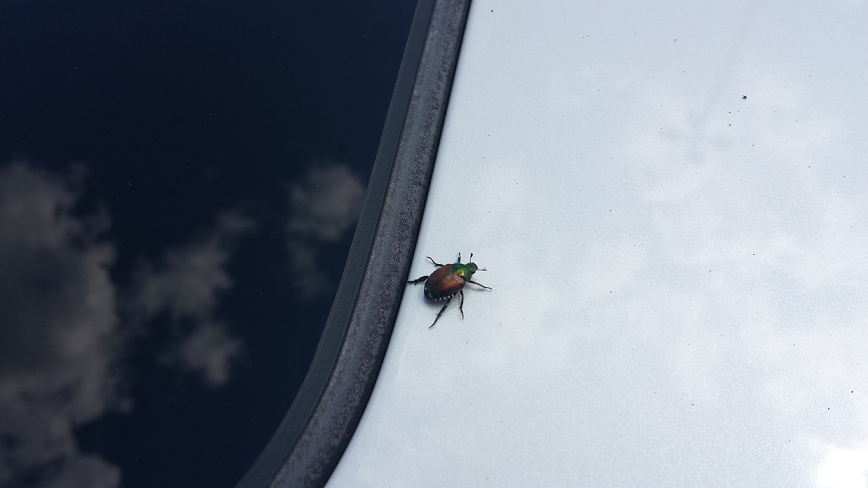 Japanese beetle