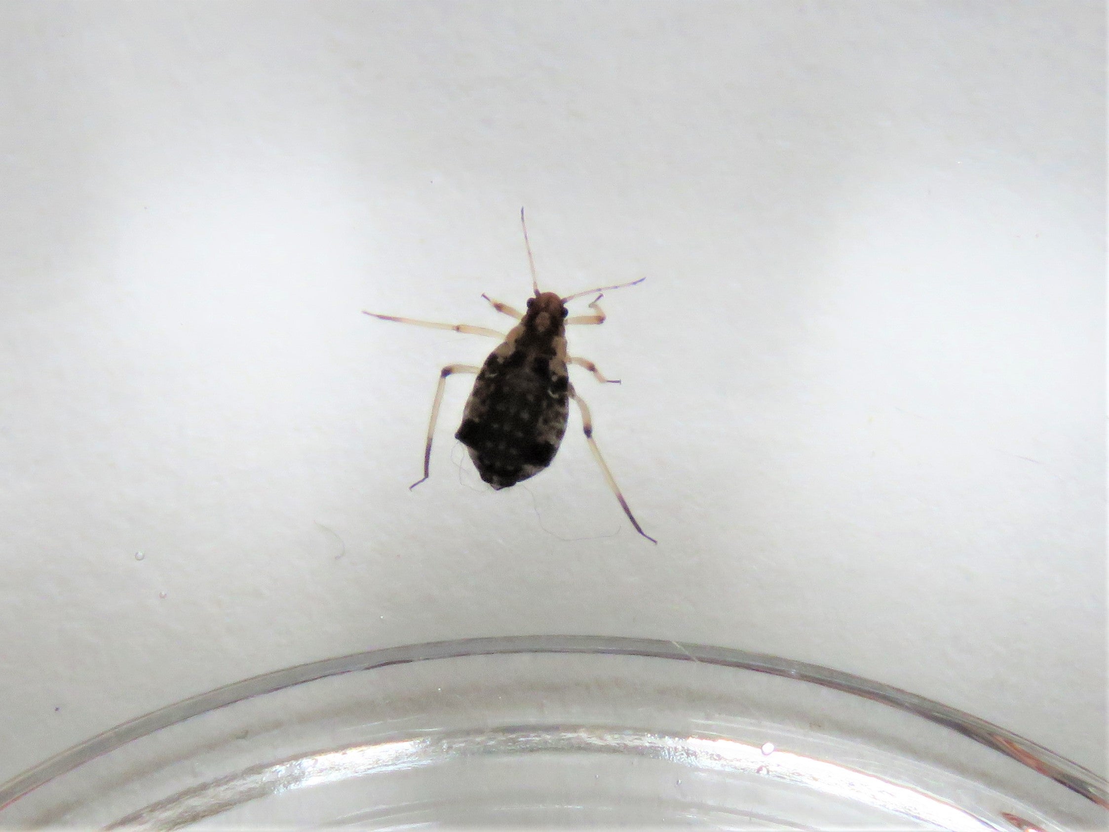Aphid