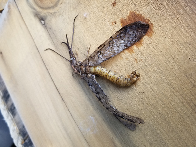 Male eastern dobsonfly