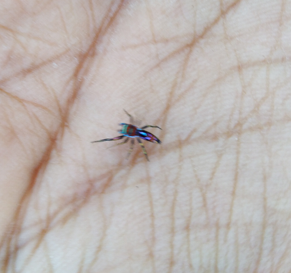Jumping spider