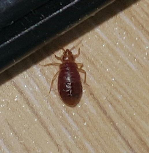 Bed bug