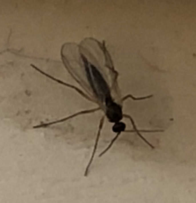 Fungus gnat