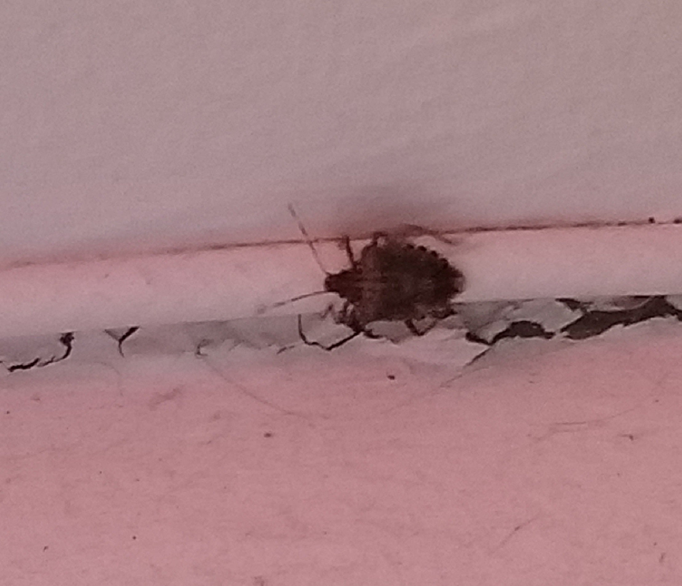 Brown marmorated stink bug
