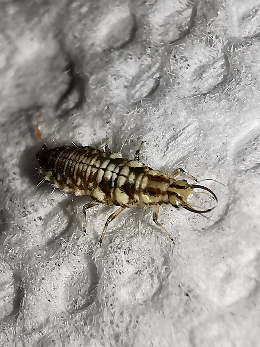 Larva of a lacewing
