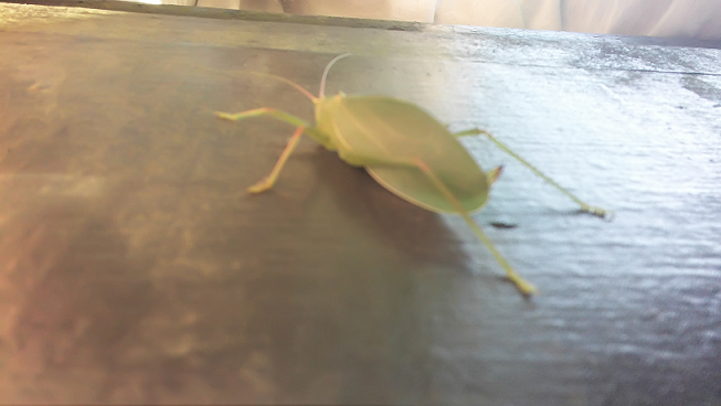 Common true katydid