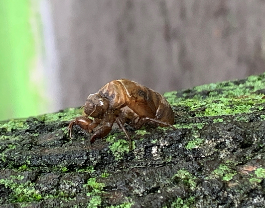 Cicada