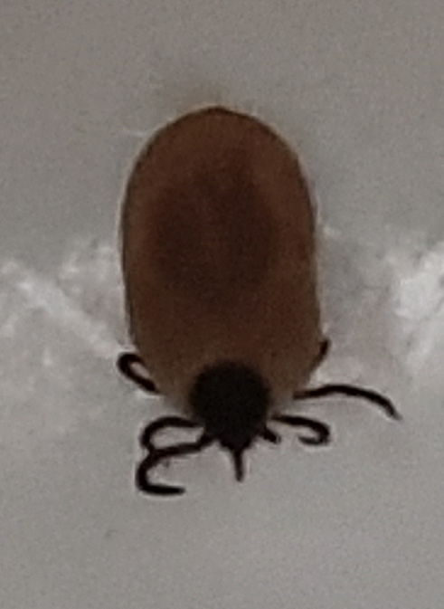 Tick