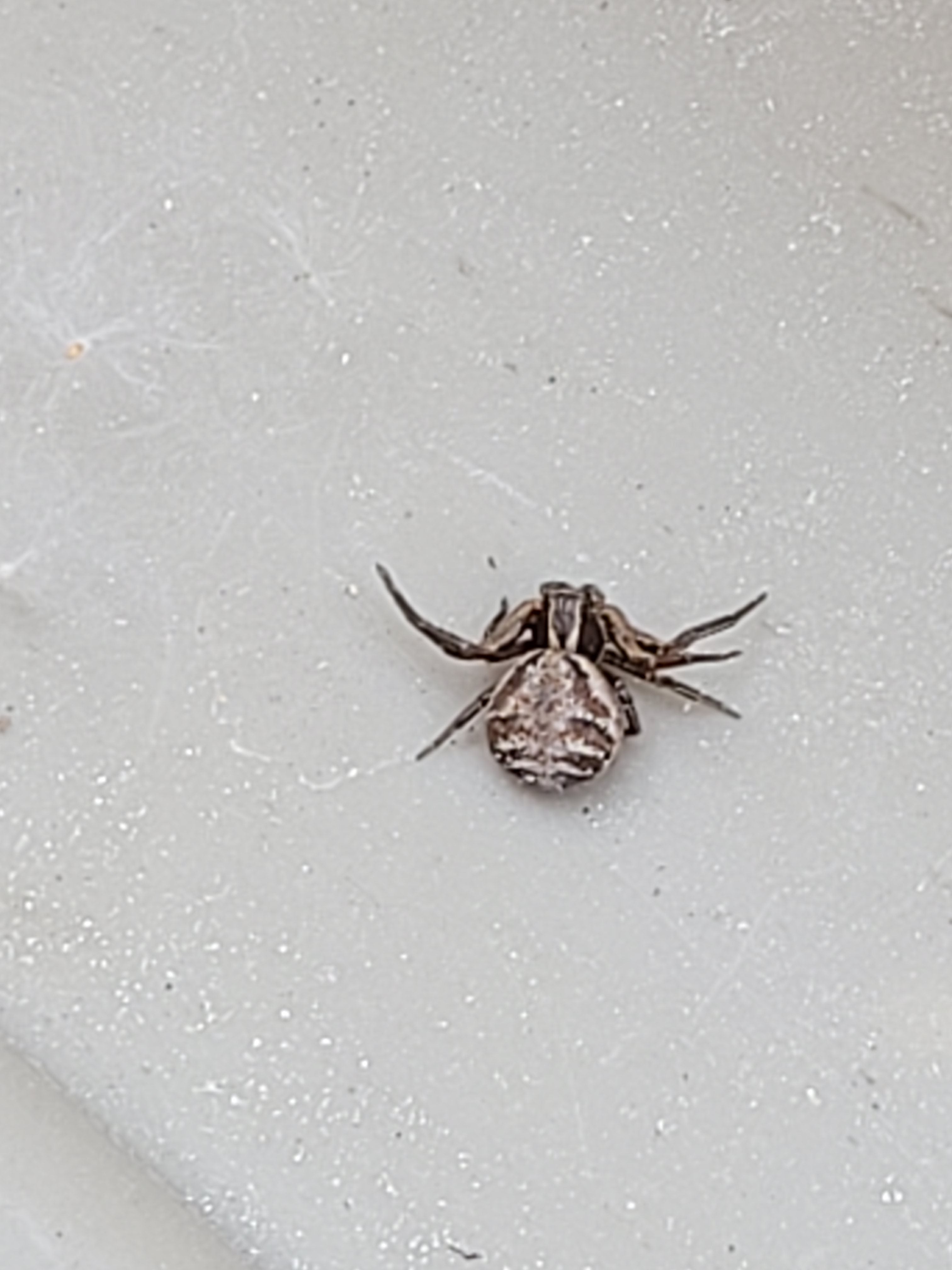 Crab spider