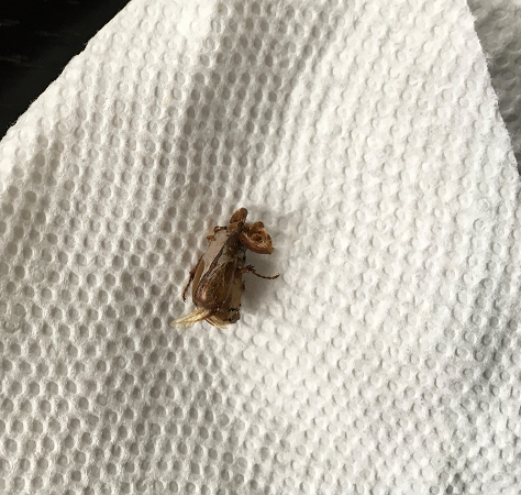 Scarab beetle