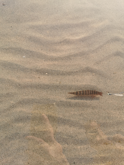 Larva of an aquatic beetle