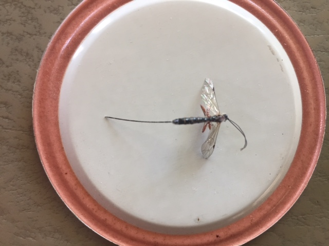Ichneumon wasp