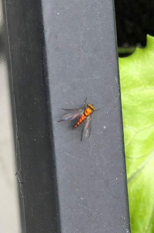 Long-legged fly