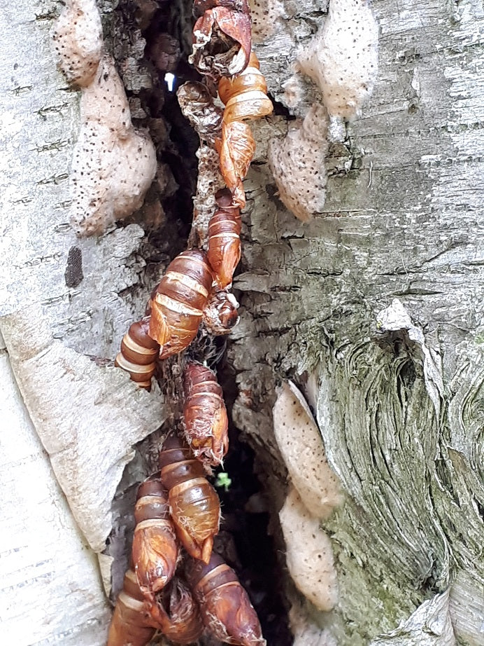 Cicada