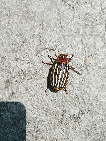 Ten-lined June beetle