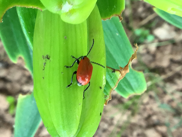 Lily leaf beetle