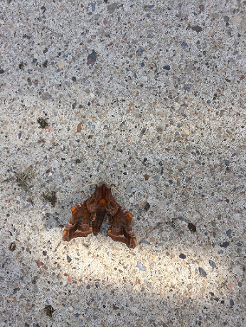 Small-eyed sphinx moth