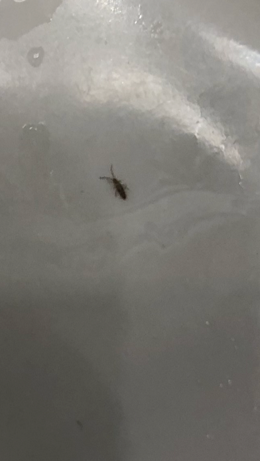 Springtail