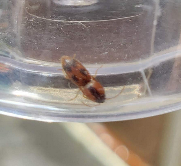 Click beetle