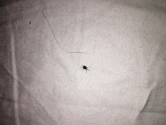 Spider beetle