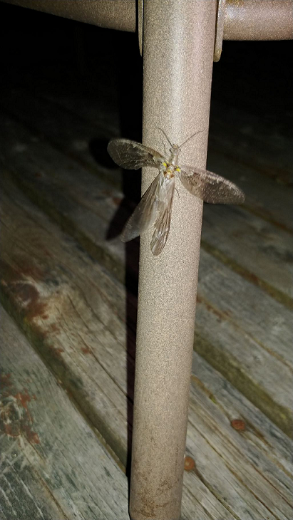 Female spring fishfly